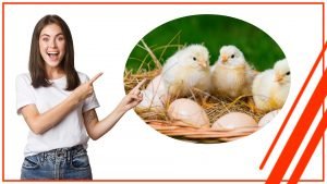 Como incubar huevos de aves silvestres con una incubadora de huevos automatica 300x169 - Cómo incubar huevos de aves silvestres con una incubadora de huevos automática