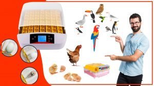 Como incubar huevos de diferentes especies de aves con los mejores accesorios 300x169 - Cómo incubar huevos de diferentes especies de aves con los mejores accesorios