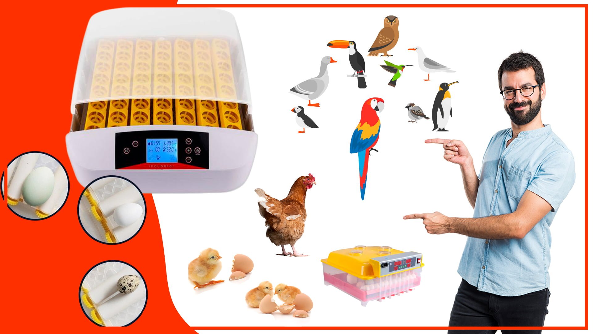 Cómo incubar huevos de diferentes especies de aves con los mejores ...
