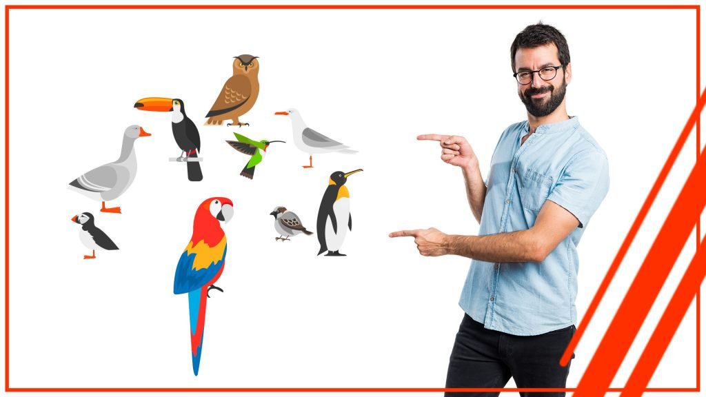 Como incubar huevos de pajaros exoticos con una incubadora de huevos automatica 1024x576 - Cómo incubar huevos de pájaros exóticos con una incubadora de huevos profesional en Chile