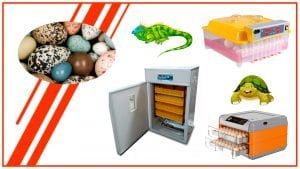 Como incubar huevos de reptiles con una incubadora de huevos automatica 1 300x169 - Cómo incubar huevos de reptiles con una incubadora de huevos profesional en Chile