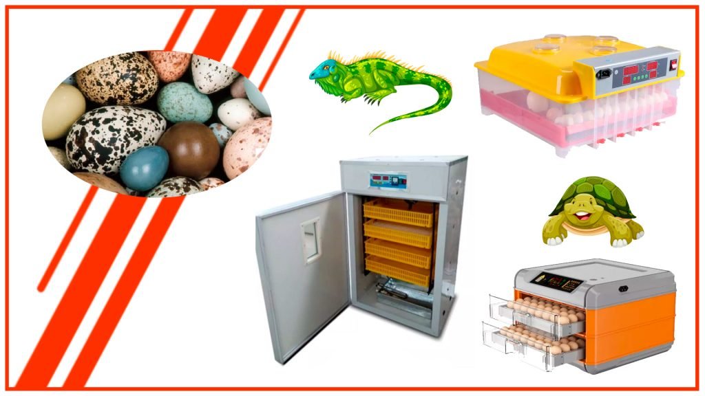 Cómo incubar huevos de reptiles con una incubadora de huevos automática Como incubar huevos de reptiles con una incubadora de huevos automatica 1024x576 - Cómo incubar huevos de reptiles con una incubadora de huevos automática