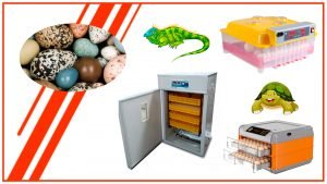 Como incubar huevos de reptiles con una incubadora de huevos automatica 300x169 - Cómo incubar huevos de reptiles con una incubadora de huevos automática