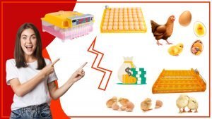 Como mantener las bandejas de huevos libres de bacterias y enfermedades 1 300x169 - ¿Cómo maximizar el espacio en el gallinero con bandejas de huevos eficientes?