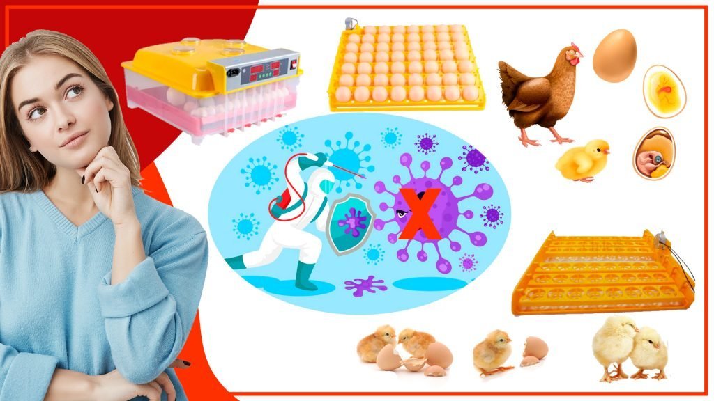 ¿Cómo mantener las bandejas de huevos libres de bacterias y enfermedades? Como mantener las bandejas de huevos libres de bacterias y enfermedades 1024x576 - ¿Cómo mantener las bandejas de huevos libres de bacterias y enfermedades?