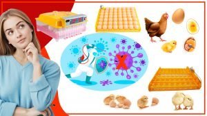 Como mantener las bandejas de huevos libres de bacterias y enfermedades 300x169 - ¿Cómo mantener las bandejas de huevos libres de bacterias y enfermedades?