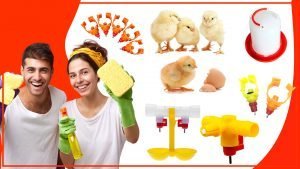 Como mantener los bebederos para aves limpios y seguros 300x169 - Cómo mantener los bebederos para aves limpios y seguros