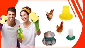 Como mantener los comederos para gallinas limpios y seguros 300x169 - Cómo mantener los comederos para gallinas limpios y seguros