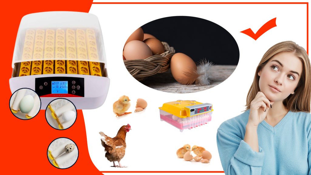 Cómo mejorar la eficiencia en la incubación de huevos con los mejores accesorios Como mejorar la eficiencia en la incubacion de huevos con los mejores accesorios 1024x576 - Cómo mejorar la eficiencia en la incubación de huevos con los mejores accesorios