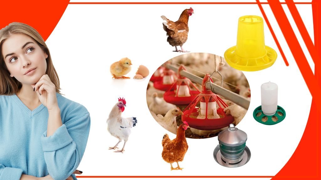 Como mejorar la produccion de huevos con un comederos adecuado para tus gallinas 1024x576 - Cómo mejorar la producción de huevos con un comederos adecuado para tus gallinas