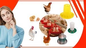 Como mejorar la produccion de huevos con un comederos adecuado para tus gallinas 300x169 - Cómo mejorar la producción de huevos con un comederos adecuado para tus gallinas