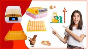 Como mejorar la produccion de huevos en tu gallinero con bandejas adecuadas 300x169 - Cómo mejorar la producción de huevos en tu gallinero con bandejas adecuadas