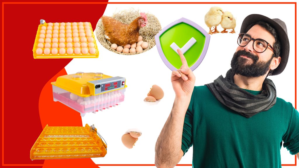 ¿Cómo proteger las bandejas de huevos de los animales salvajes? Como proteger las bandejas de huevos de los animales salvajes 1024x576 - ¿Cómo proteger las bandejas de huevos de los animales salvajes?