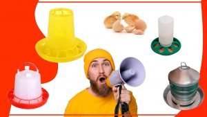 FONDOS PARA BComo elegir el mejor comederos para tus pollos 300x169 - Cómo elegir el mejor comederos para tus pollos