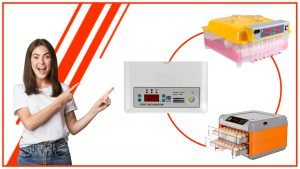 La importancia de la precision en una incubadora de huevos automatica 300x169 - Cómo aumentar tus tasas de eclosión con una incubadora de huevos automática