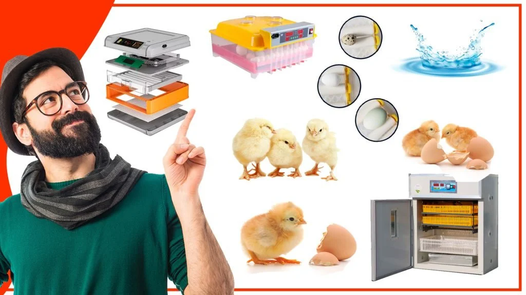 La importancia de la temperatura y humedad en la incubacion de huevos 1024x576 - La importancia de la temperatura y humedad en la incubación de huevos
