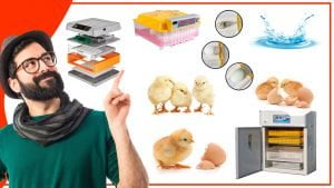 La importancia de la temperatura y humedad en la incubacion de huevos 300x169 - La importancia de la temperatura y humedad en la incubación de huevos