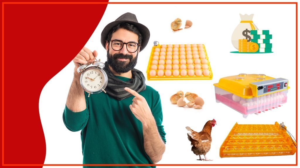 La importancia de la ubicacion de las bandejas de huevos en el gallinero 1024x576 - La importancia de la ubicación de las bandejas de huevos en el gallinero