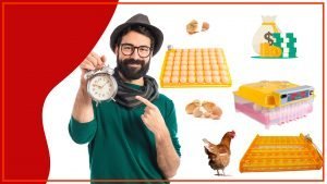 La importancia de la ubicacion de las bandejas de huevos en el gallinero 300x169 - La importancia de la ubicación de las bandejas de huevos en el gallinero