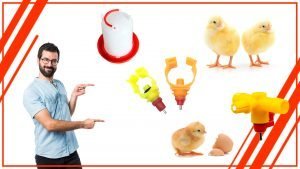 La importancia del agua fresca en la alimentacion de las gallinas 300x169 - La importancia del agua fresca en la alimentación de las gallinas