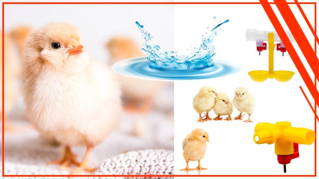 La importancia del agua fresca en la alimentación de los pollos La importancia del agua fresca en la alimentacion de los pollos 1024x576 - La importancia del agua fresca en la alimentación de los pollos