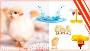 La importancia del agua fresca en la alimentacion de los pollos 300x169 - La importancia del agua fresca en la alimentación de los pollos