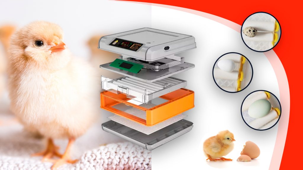Cómo aumentar tus tasas de supervivencia con una incubadora de huevos automática Las mejores practicas para incubar huevos de pollo en una incubadora automatica 1024x576 - Cómo aumentar tus tasas de supervivencia con una incubadora de huevos automática