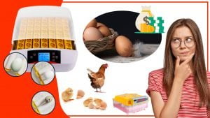 Los accesorios automaticos para incubar huevos son la mejor opcion 300x169 - Los accesorios automáticos para incubar huevos: ¿son la mejor opción?