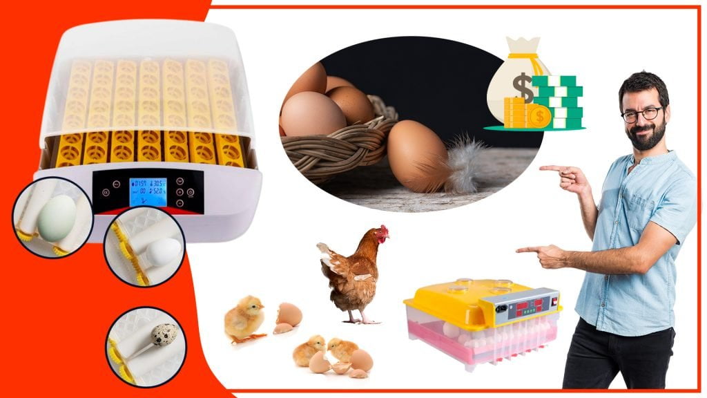 Los accesorios para incubar huevos y su impacto en la economia local 1024x576 - Los accesorios para incubar huevos y su impacto en la economía local