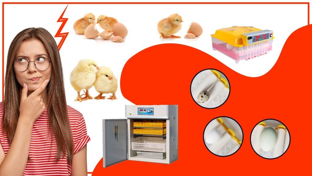 Los accesorios para incubar huevos y su impacto en la produccion de aves 1024x576 - Los accesorios para incubar huevos y su impacto en la producción de aves