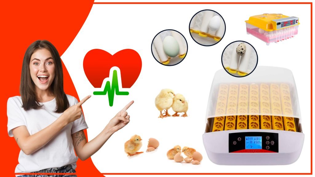 Los accesorios para incubar huevos y su impacto en la salud de las aves Los accesorios para incubar huevos y su impacto en la salud de las aves 12 1024x576 - Los accesorios para incubar huevos y su impacto en la salud de las aves