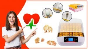 Los accesorios para incubar huevos y su impacto en la salud de las aves 12 300x169 - Los accesorios para incubar huevos y su impacto en la salud de las aves