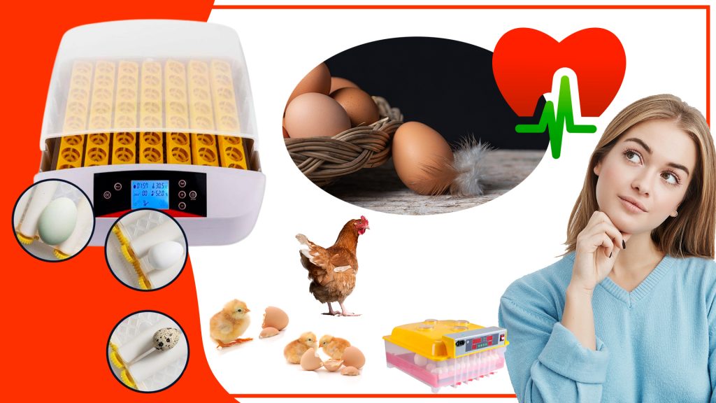 Los accesorios para incubar huevos y su impacto en la salud humana 1024x576 - Los accesorios para incubar huevos y su impacto en la salud humana