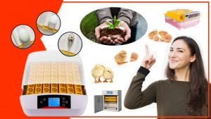 Los accesorios para incubar huevos y su relacion con la agricultura 300x169 - Los accesorios para incubar huevos y su relación con la agricultura