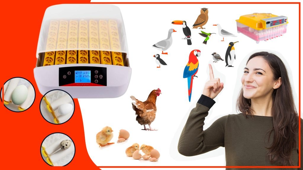 Los accesorios para incubar huevos y su relación con la conservación de especies Los accesorios para incubar huevos y su relacion con la conservacion de especies 1024x576 - Los accesorios para incubar huevos y su relación con la conservación de especies