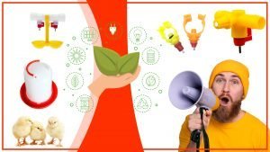 Los bebederos de gallina y su impacto en el medio ambiente 300x169 - Los bebederos de gallina y su impacto en el medio ambiente