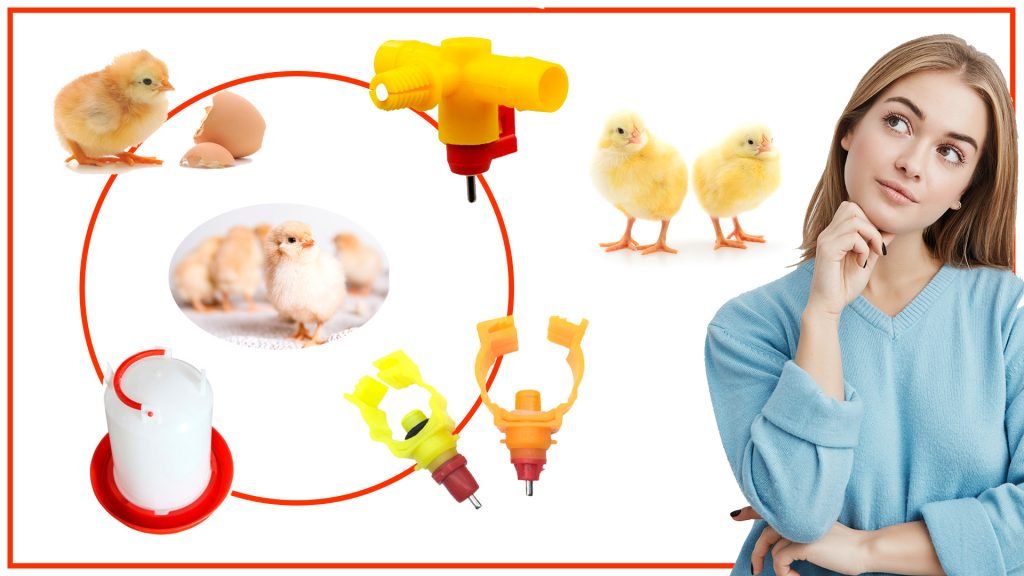 Los bebederos de gallina y su impacto en la salud de las aves Los bebederos de gallina y su impacto en la salud de las aves 1 1024x576 - Los bebederos de gallina y su impacto en la salud de las aves