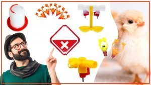 Los bebederos para aves y su impacto en el control de plagas 300x169 - Los bebederos para aves y su impacto en el control de plagas