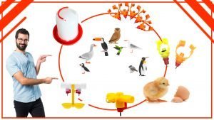 Los bebederos para aves y su impacto en la conservacion de las especies 300x169 - Los bebederos para aves y su impacto en la conservación de las especies