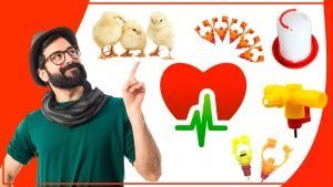 Los bebederos para aves y su impacto en la salud humana 300x169 - Los bebederos para aves y su impacto en la salud humana