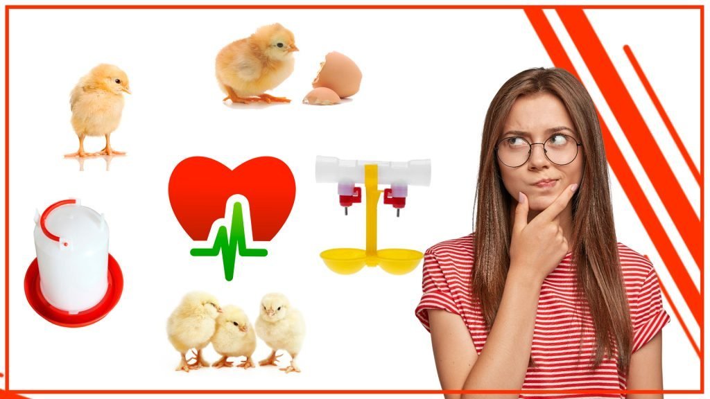 Los bebederos para pollos y su impacto en la salud de las aves Los bebederos para pollos y su impacto en la salud de las aves 1024x576 - Los bebederos para pollos y su impacto en la salud de las aves