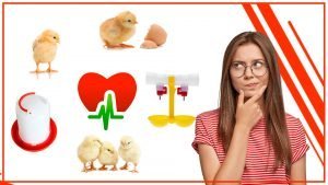 Los bebederos para pollos y su impacto en la salud de las aves 300x169 - Los bebederos para pollos y su impacto en la salud de las aves