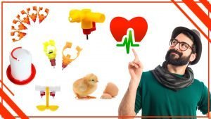 Los bebederos para pollos y su impacto en la salud humana 300x169 - Los bebederos para pollos y su impacto en la salud humana