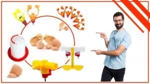 Los bebederos para pollos y su relacion con la produccion de huevos 300x169 - Los bebederos para pollos y su relación con la producción de huevos