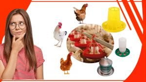 Los comederos automaticos para gallinas 300x169 - Los comederos automáticos para gallinas: ¿son la mejor opción?