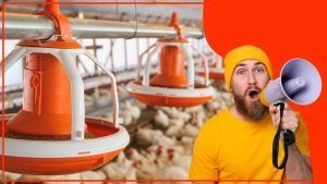 Los comederos automaticos son la mejor opcion para los pollos 300x169 - Los comederos automáticos: ¿son la mejor opción para los pollos