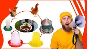 Los comederos para gallinas y su impacto en el medio ambiente 300x169 - Los comederos para gallinas y su impacto en el medio ambiente
