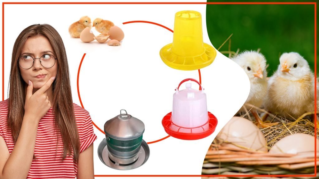Los comederos para gallinas y su impacto en la produccion de huevos 1024x576 - Los comederos para gallinas y su impacto en la producción de huevos