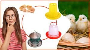 Los comederos para gallinas y su impacto en la produccion de huevos 300x169 - Los comederos para gallinas y su impacto en la producción de huevos