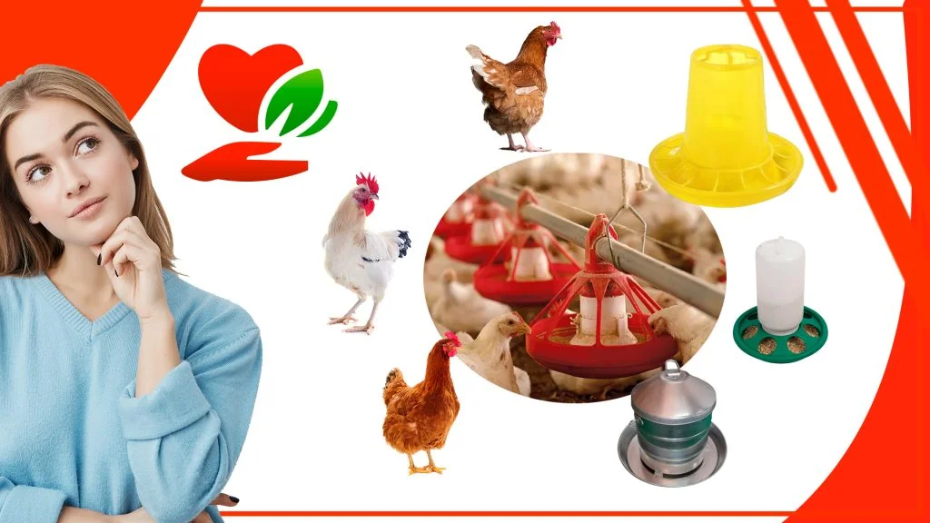 Los comederos para gallinas y su impacto en la salud humana 1024x576 - Los comederos para gallinas y su impacto en la salud humana